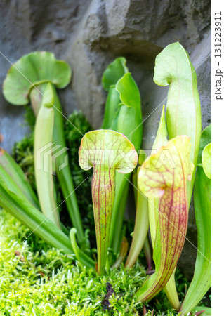 Sarracenia carnivorous plant in Singapore Botanic Gardens Sarracenia carnivorous plant in Singapore Botanic Gardens 131223911