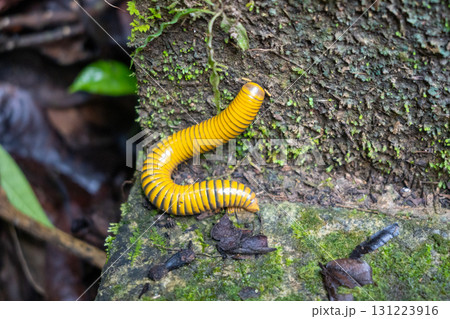 Yellow and black millipede in Tentena, Sulawesi, Indonesia 131223916