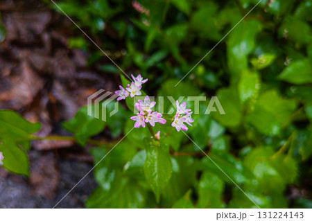 ミゾソバの小さいピンクの花 131224143