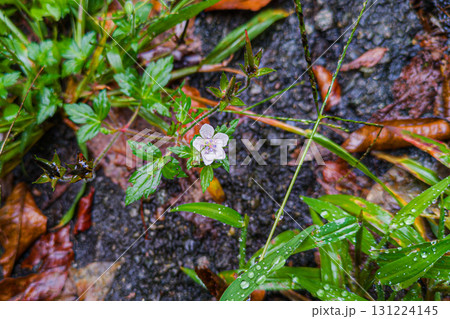 雨に濡れたゲンノショウコの白い花 雨に濡れたゲンノショウコの白い花 131224145