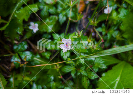 雨に濡れたゲンノショウコの白い花 雨に濡れたゲンノショウコの白い花 131224146