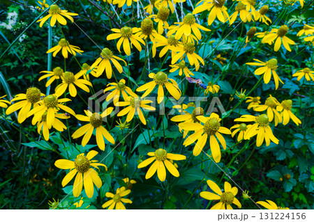 オオハンゴンソウの黄色い花 131224156