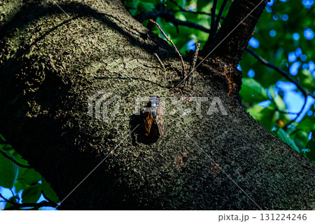 もうじき9月　夏の終わりに必死で鳴いてるアブラゼミ 131224246