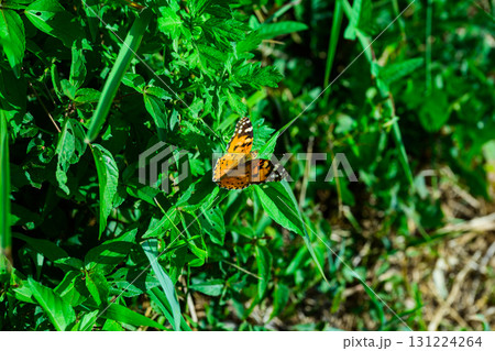 草にとまるヒメアカタテハ 131224264