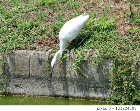 白鷺のいる風景 白鷺のいる風景 131224305