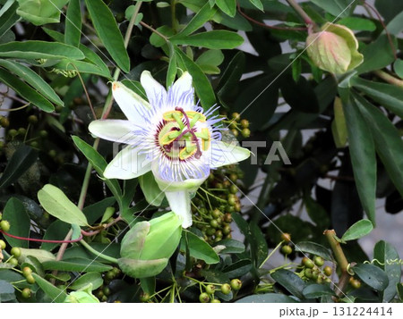 花壇の花：つる性の花、時計草の花：梅雨から夏の花。 131224414