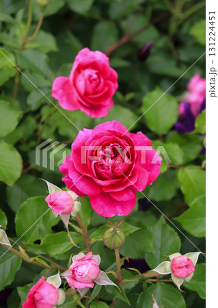 赤いバラ 赤いバラ 131224451