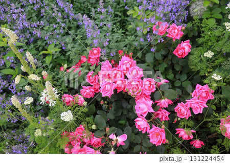 初夏の花畑 初夏の花畑 131224454