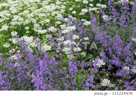 初夏の花畑 初夏の花畑 131224476