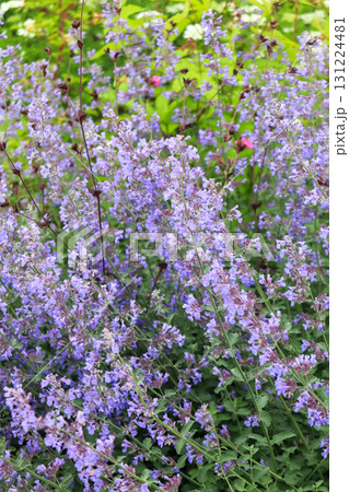 初夏の花畑 131224481