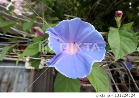夏の庭の花「朝顔」あさがお：花壇の花：あさがお屋敷 131224524