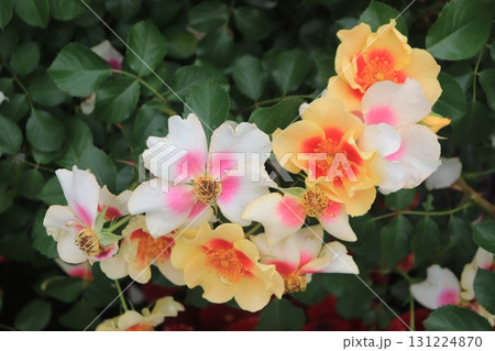 初夏の花畑 初夏の花畑 131224870