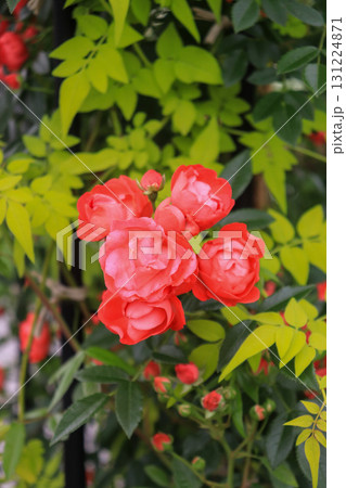 赤いバラ 131224871