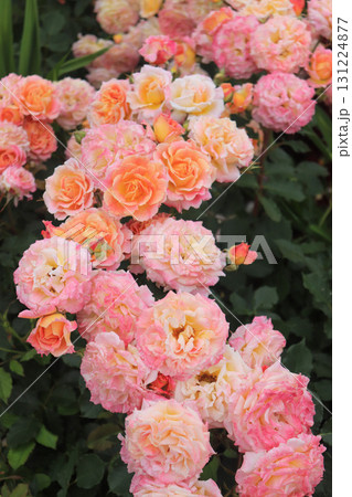 薔薇園にピンク色のバラの花が咲いています 薔薇園にピンク色のバラの花が咲いています 131224877