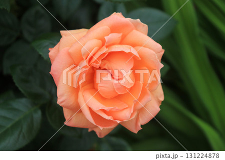 咲き誇るバラ 131224878