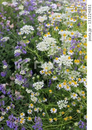 春の花壇に咲くマツバウンランの花 春の花壇に咲くマツバウンランの花 131224881