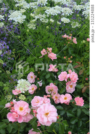 初夏の花畑 131224888