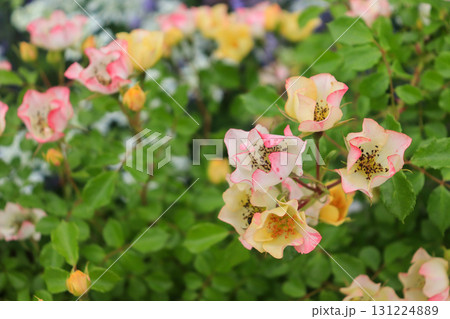 初夏の花畑 131224889