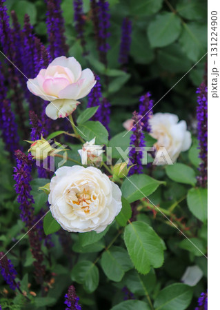 初夏の花畑 131224900