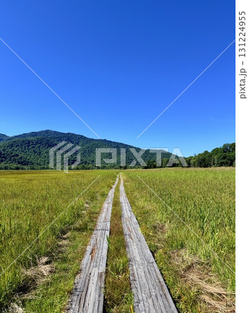群馬・尾瀬ヶ原の木道と湿原の夏景色 131224955