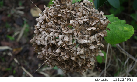 枯れたアジサイ 131224983