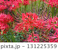 彼岸花 131225359