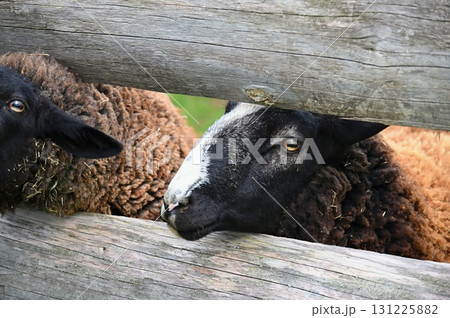 Sheep grazing in the field. Concept for animals and agriculture. 131225882
