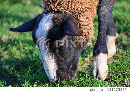 Sheep grazing in the field. Concept for animals and agriculture. Sheep grazing in the field. Concept for animals and agriculture. 131225885