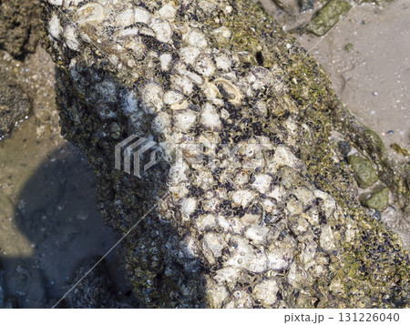 タイ・フアヒン海岸の岩 / Hua Hin, Thailand 131226040