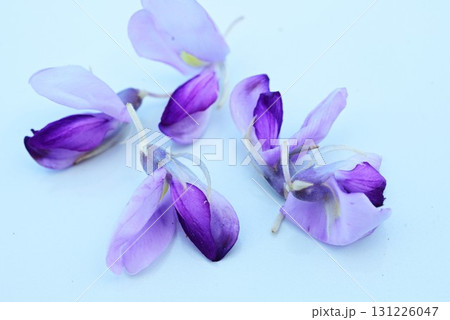 クズの花・葛・秋の七草・根は食材 生薬 131226047