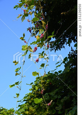 クズの花・葛・秋の七草・根は食材 生薬 クズの花・葛・秋の七草・根は食材 生薬 131226050