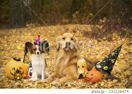 Golden Retriever and Papillon in Halloween Costumes with Pumpkins Golden Retriever and Papillon in Halloween Costumes with Pumpkins 131226474