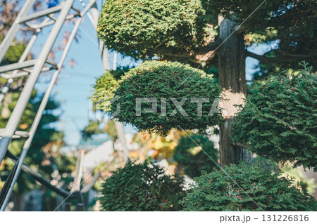 Japanese Gardener 131226816