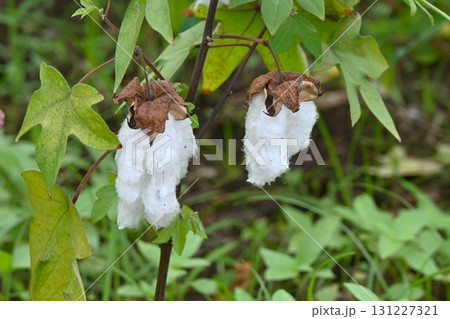 ワタ栽培 131227321