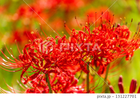 静岡県浜松市天竜区二俣町 二俣川彼岸花群生地 2025年9月25日　彼岸花（曼殊沙華） 131227701