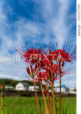 静岡県浜松市天竜区二俣町 二俣川彼岸花群生地 2025年9月25日　彼岸花（曼殊沙華）空バック 131227703