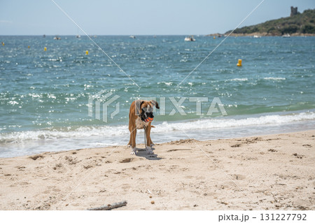 German Boxer Dog plyaing ball at Golf Sagone Corsica France beautyful sand Beach boats mountain village Tourism concept German Boxer Dog plyaing ball at Golf Sagone Corsica France beautyful sand Beach boats mountain village Tourism concept 131227792