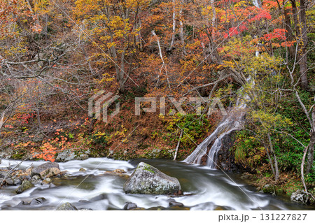 北海道赤井川村、白井川の紅葉【10月】 北海道赤井川村、白井川の紅葉【10月】 131227827