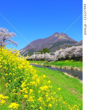 満開の桜並木と菜の花（春の由布院イメージ・縦構図） 131227944