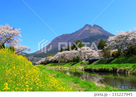 満開の桜並木と菜の花(春の由布院イメージ) 満開の桜並木と菜の花(春の由布院イメージ) 131227945