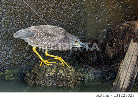 ゴイサギの幼鳥 131228028