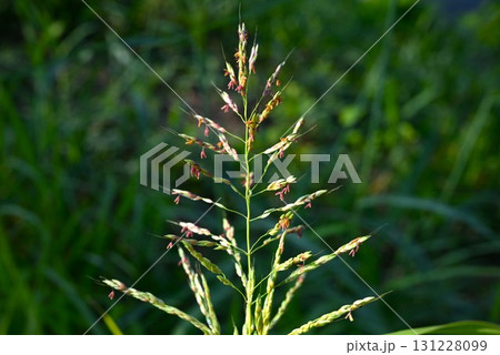 セイバンモロコシの花・西播蜀黍・強害雑草 131228099
