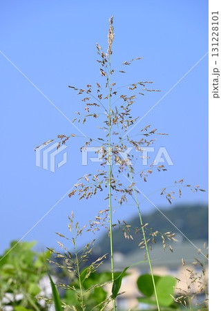 セイバンモロコシの花・西播蜀黍・強害雑草 セイバンモロコシの花・西播蜀黍・強害雑草 131228101