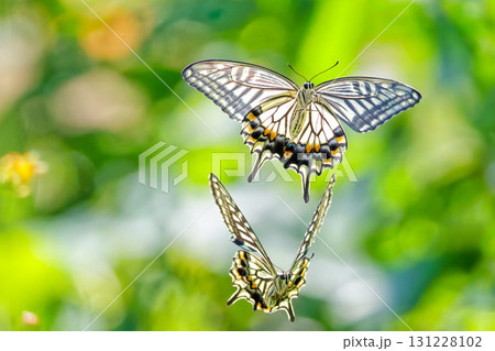 二頭で舞い飛ぶナミアゲハ 131228102