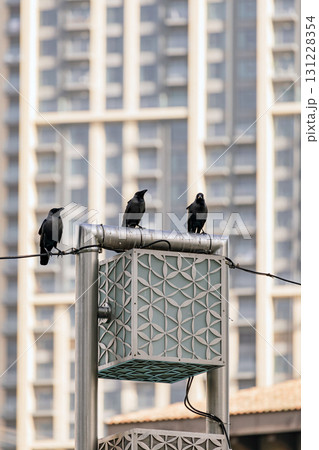 Three black crows are sitting on a street lamp. City birds. 131228354