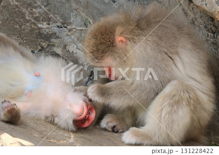 ノミ取りをするニホンザル　ニホンザルの毛づくろい 131228422