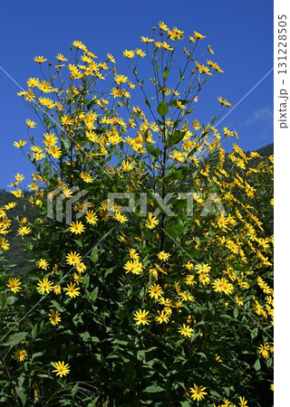 キクイモの花・菊芋・塊茎にイヌリンを含む健康野菜 キクイモの花・菊芋・塊茎にイヌリンを含む健康野菜 131228505