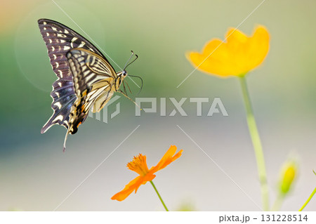 黄色い花に寄って来るナミアゲハ 黄色い花に寄って来るナミアゲハ 131228514