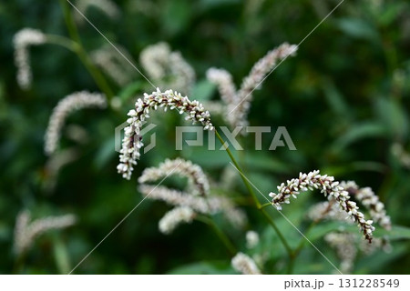 オオイヌタデの花・大犬蓼・道端の雑草の花 131228549