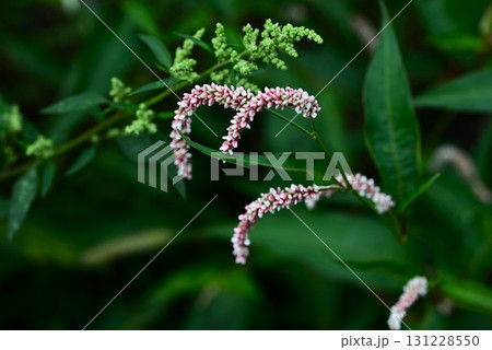 オオイヌタデの花・大犬蓼・道端の雑草の花 131228550